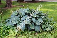 Hosta x fortunei (A. et Gr.) Bailey (Hosta sieboldiana Engler var. fortunei A. et Gr., Funkia)