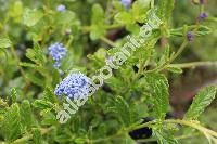 Ceanothus 'Blue Mound' (Ceanothus thyrsiflorus)