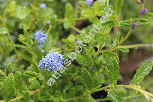 Ceanothus 'Blue Mound' (Ceanothus thyrsiflorus)