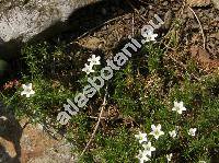 Arenaria grandiflora L. (Alsine grandiflora L., Czernohorskya grandiflora (L.) Á. et D. Löve, Gypsophytum, Alsinanthus grandiflorus (L.) Desv.)