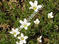 Arenaria grandiflora L. (Alsine grandiflora L., Czernohorskya grandiflora (L.) . et D. Lve, Gypsophytum, Alsinanthus grandiflorus (L.) Desv.)