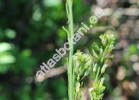 Arabis glabra (L.) Bernh. (Turritis glabra L., Erysium glabrum (L.) Kuntze)