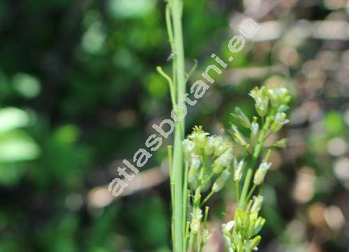 Arabis glabra (L.) Bernh. (Turritis glabra L., Erysium glabrum (L.) Kuntze)