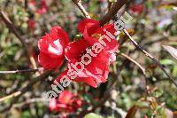 Chaenomeles japonica (Thunb.) Lindl. 'Cido' (Cydonia maulei Moore, Choenomeles, Pyrus japonica)