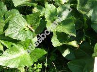 Arum nigrum Schott