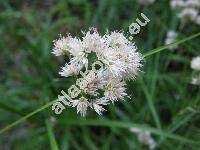 Luzula nivea (L.) DC. (Juncus niveus L.)