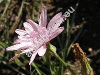 Scorzonera rosea Waldst. et Kit. (Scorzonera purpurea subsp. rosea (Waldst. et Kit.) Nym.)