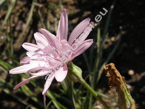 Scorzonera rosea Waldst. et Kit. (Scorzonera purpurea subsp. rosea (Waldst. et Kit.) Nym.)