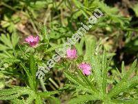 Geranium dissectum L.