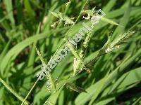 Brachypodium pinnatum (L.) Beauv. (Bromus pinnatus L., Festuca, Tricitum)