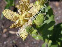 Tricyrtis latifolia Maxim. (Compsoa latifolia (Maxim.) Kuntze, Tricyrtis bakeri Koidz.)