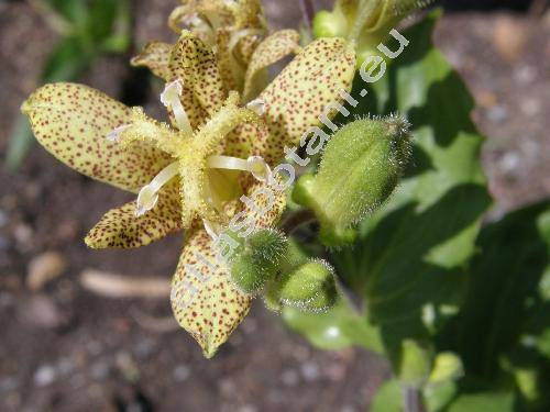 Tricyrtis latifolia Maxim. (Compsoa latifolia (Maxim.) Kuntze, Tricyrtis bakeri Koidz.)