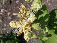 Tricyrtis latifolia Maxim. (Compsoa latifolia (Maxim.) Kuntze, Tricyrtis bakeri Koidz.)