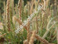 Plantago holosteum Scop.