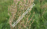 Rumex thyrsiflorus Fingerh. (Acetosa thyrsiflora (Fingerh.) . et D. Lve, Acetosa pratensis subsp. thyrsiflora (Fingerh.) . Lve)