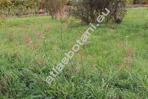Rumex thyrsiflorus Fingerh. (Acetosa thyrsiflora (Fingerh.) �. et D. L�ve, Acetosa pratensis subsp. thyrsiflora (Fingerh.) �. L�ve)