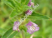 Galeopsis angustifolia Ehrh. (Galeopsis canescens Schult., Ladanella angustifolia (Ehrh.) Pouzar et Slavkov)