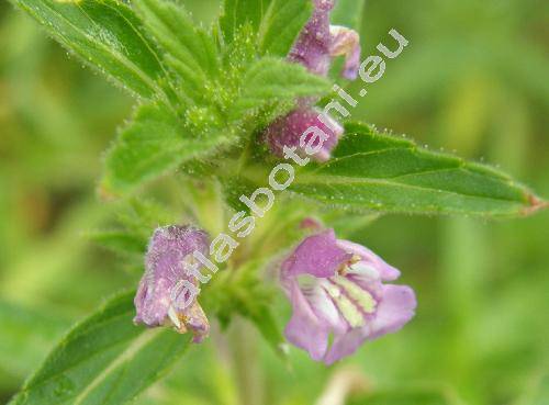 Galeopsis angustifolia Ehrh. (Galeopsis canescens Schult., Ladanella angustifolia (Ehrh.) Pouzar et Slavkov)