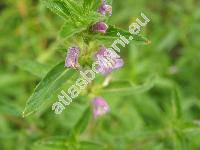 Galeopsis angustifolia Ehrh. (Galeopsis canescens Schult., Ladanella angustifolia (Ehrh.) Pouzar et Slavkov)