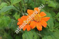 Tithonia rotundifolia (Mill.) Blake