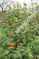 Tithonia rotundifolia (Mill.) Blake