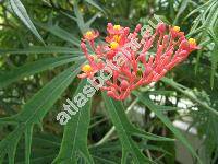 Jatropha multifida