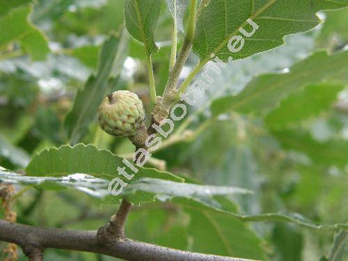 Quercus libani Oliv.
