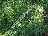 Ampelopsis aconitifolia Bunge (Vitis aconitifolia (Bunge) Hance)
