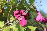 Asarina erubescens 'Wine Red' (Maurandya erubescens (Don) Gray, Lophospermum erubescens Don)