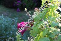 Asarina erubescens 'Wine Red' (Maurandya erubescens (Don) Gray, Lophospermum erubescens Don)