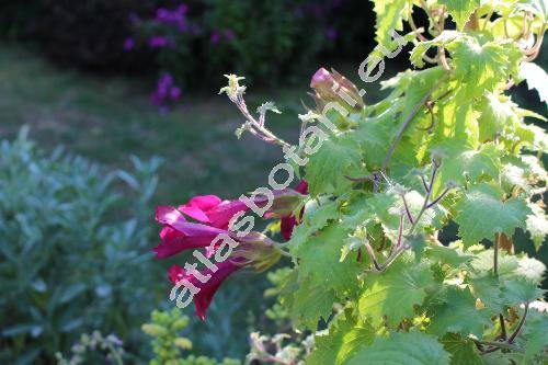 Asarina erubescens 'Wine Red' (Maurandya erubescens (Don) Gray, Lophospermum erubescens Don)