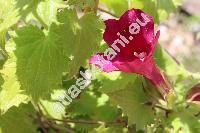 Asarina erubescens 'Wine Red' (Maurandya erubescens (Don) Gray, Lophospermum erubescens Don)