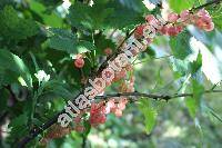 Ribes rubrum 'Roseum' (Ribes vulgare Lam., Ribes sylvestre (Lam.) Mert. et Koch)