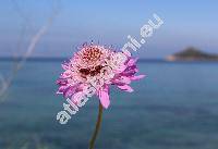 Scabiosa triandra L. (Columbaria gramuntia (L.) Timb.-Lagr., Asterocephalus agrestis Spreng.)