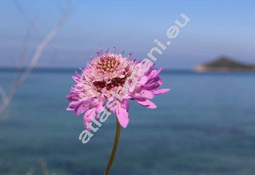 Scabiosa triandra L. (Columbaria gramuntia (L.) Timb.-Lagr., Asterocephalus agrestis Spreng.)