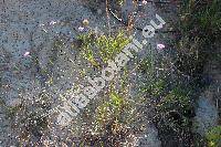 Scabiosa triandra L. (Columbaria gramuntia (L.) Timb.-Lagr., Asterocephalus agrestis Spreng.)