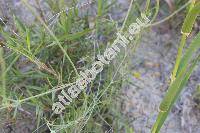 Scabiosa triandra L. (Columbaria gramuntia (L.) Timb.-Lagr., Asterocephalus agrestis Spreng.)