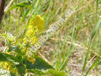 Galium wirtgenii Schultz (Galium verum subsp. wirtgenii (Schultz) Oborny)