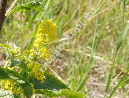 Galium wirtgenii Schultz (Galium verum subsp. wirtgenii (Schultz) Oborny)