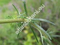 Galium wirtgenii Schultz (Galium verum subsp. wirtgenii (Schultz) Oborny)