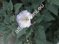 Datura metel L.