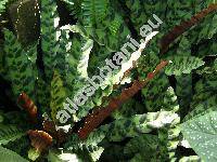 Calathea lancifolia Boom (Calathea insignis Bull - illegitimate)