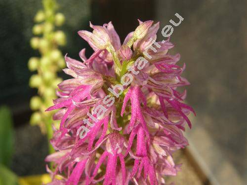 Orchis x bergonii Naut. (Orchis anthropophora (L.) All.x Orchis simia Lam., Orchi-aceras x bergoni (Naut.) Camus, x Orchiaceras bergonii (Naut.) Camus)