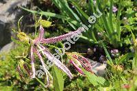 Campanula 'Pink Octopus' (Campanula x takesiana)