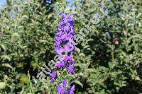 Consolida orientalis (Gr. et Godr.) Schr. (Consolida orientalis (Gr. et Godr.) Schrdinger, Delphinium hispanicum Willk. ex Costa)