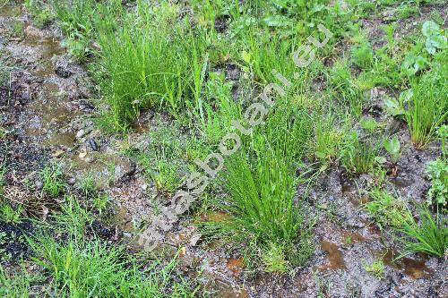 Juncus conglomeratus L.
