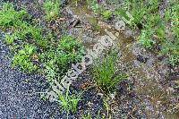 Juncus conglomeratus L.