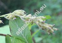 Pterostyrax hispidus Sieb. et Zucc. (Decavenia hispida (Sieb. et Zucc.) Koidz., Decavenia japonica Koidz., Halesia hispida (Sieb. et Zucc.) Br., Pterostyrax micranthus Sieb. et Zucc.)