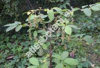 Pterostyrax hispidus Sieb. et Zucc. (Decavenia hispida (Sieb. et Zucc.) Koidz., Decavenia japonica Koidz., Halesia hispida (Sieb. et Zucc.) Br., Pterostyrax micranthus Sieb. et Zucc.)