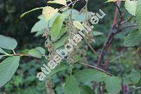 Pterostyrax hispidus Sieb. et Zucc. (Decavenia hispida (Sieb. et Zucc.) Koidz., Decavenia japonica Koidz., Halesia hispida (Sieb. et Zucc.) Br., Pterostyrax micranthus Sieb. et Zucc.)